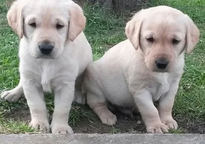 Cute Labrador Retriever štěňata na prodej -