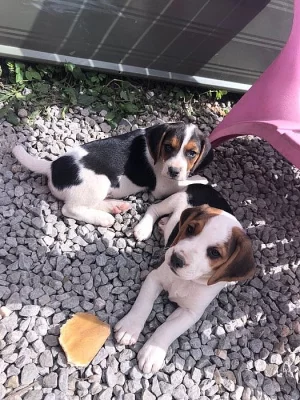 Krásné štěňátka beagle na prodej