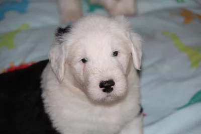 Bobtail štěňata