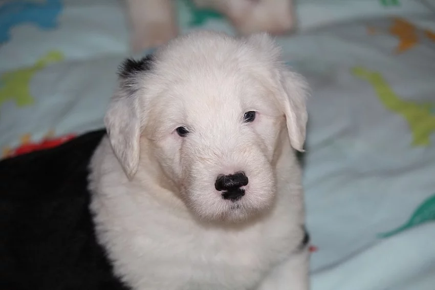 Bobtail štěňata