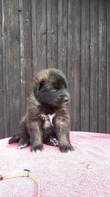 leonberger z PP