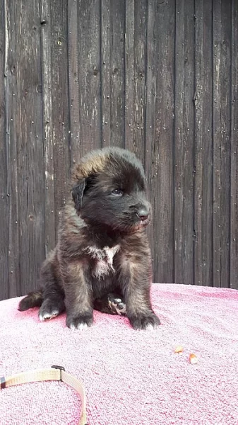 leonberger z PP