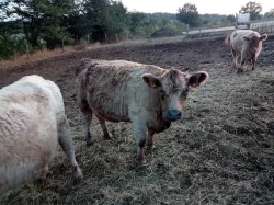 Galloway W100 čistokrevné do chovu