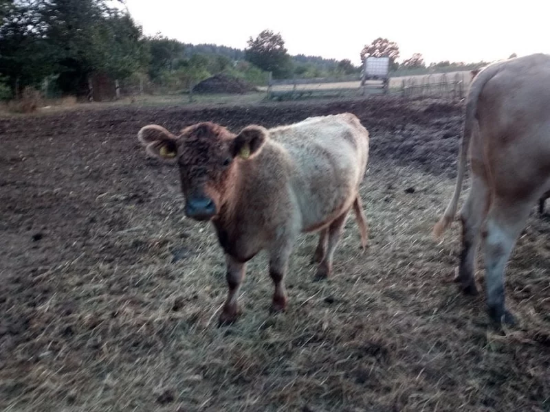 Galloway W100 čistokrevné do chovu