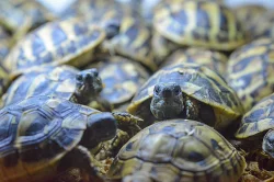 Prodám malé želvy líhnuté v roce 2022 a 2023 i plně vybavená terária