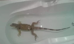 Prodám leguana zeleného