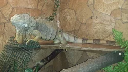 Prodám leguana zeleného
