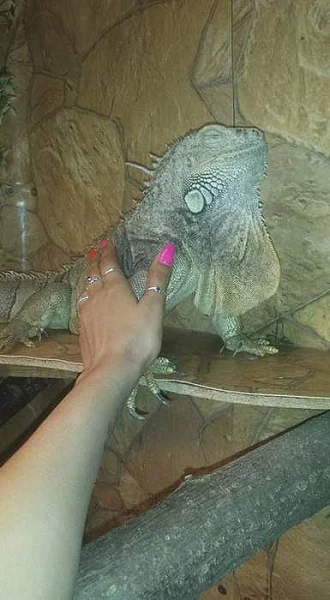 Prodám leguana zeleného