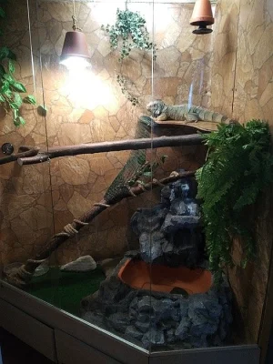 Prodám leguana zeleného