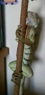 Prodám leguana zeleného