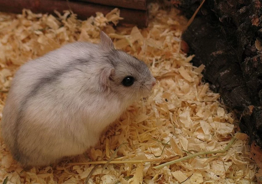 Křečíci