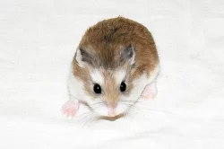 Křečíci