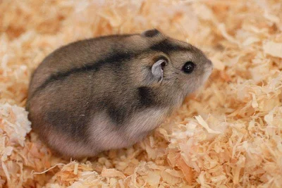 Křečíci