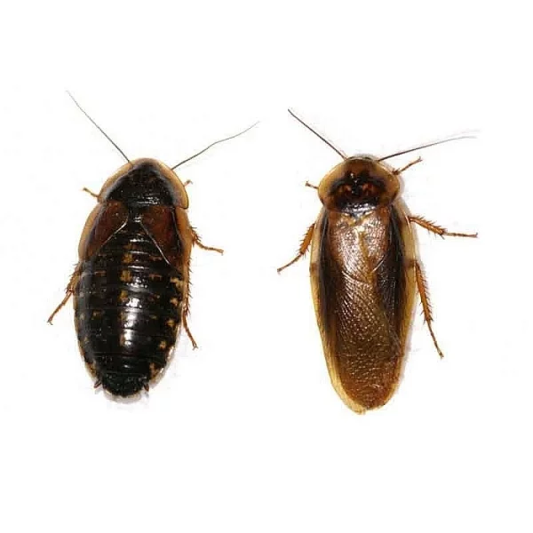 Blaptica dubia