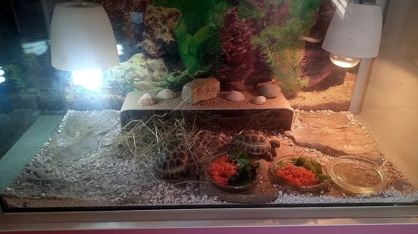 Želvy Stepní 2x + terárium.samec a samice