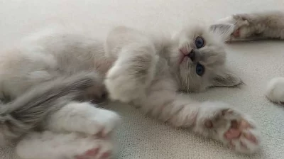 Ragdoll koťátka s PP - kočička Ziky Xena odběr od 26.11.2018