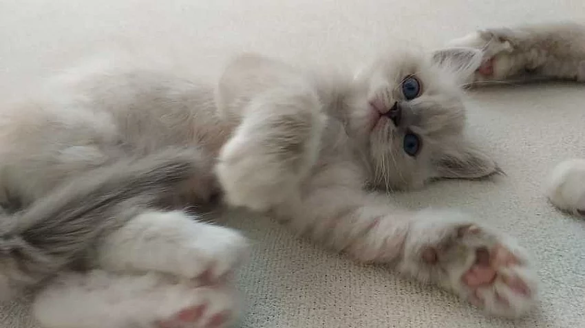 Ragdoll koťátka s PP - kočička Ziky Xena odběr od 26.11.2018