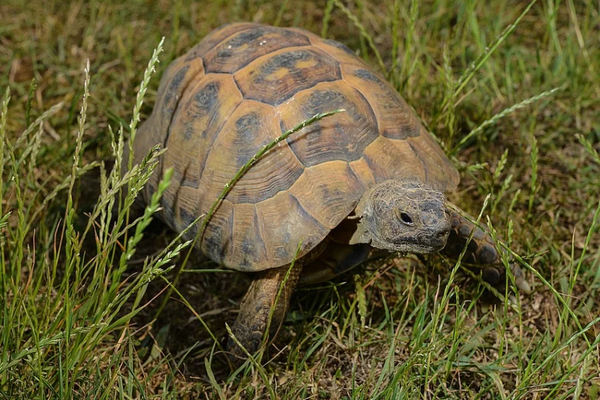Prodám malé želvy i plně vybavená terária