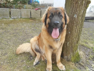 Leonbergr