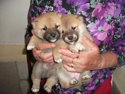 Shiba-inu