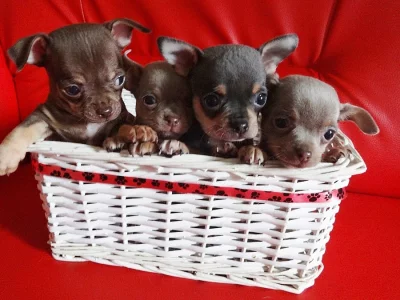 Adorable chiot chihuahua