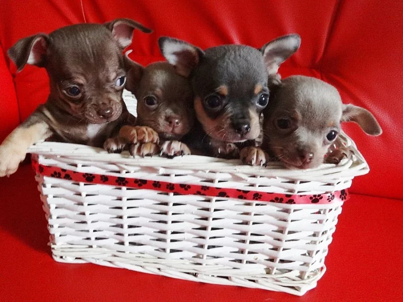 Adorable chiot chihuahua