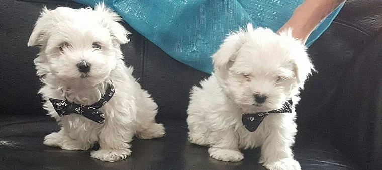 Adorable chiot maltais