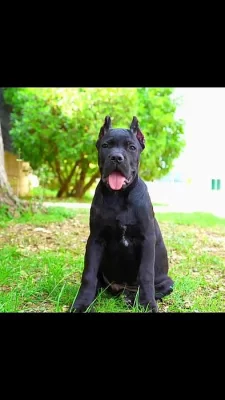 Cane Corso TOP štěňata!