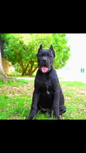 Cane Corso TOP štěňata!
