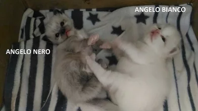 Ragdol koťátka - kocourci odběr od 9.1.2019