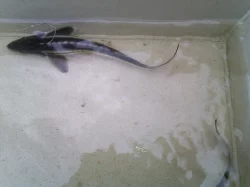 Prodám Jeseter ruský, sibiřský, malý