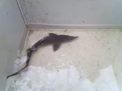 Prodám Jeseter ruský, sibiřský, malý