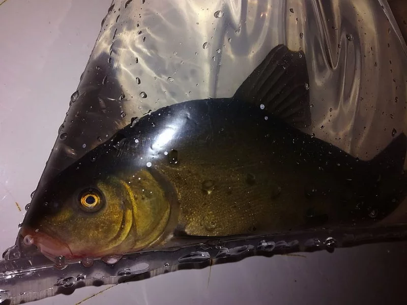 Koupím LÍNA 20-30 cm