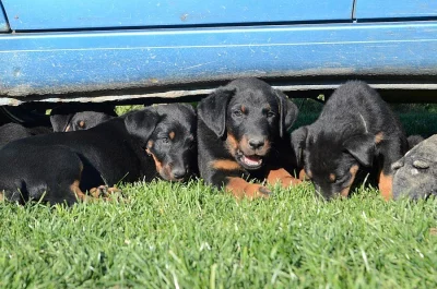 Beauceron s PP