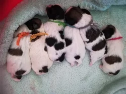 Shi-tzu