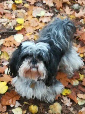 Shi-tzu