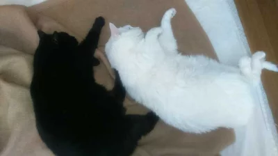 Daruji 2 kočky
