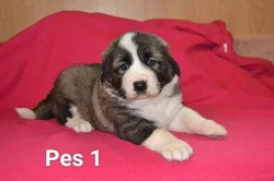 Kavkazský pastevecký pes