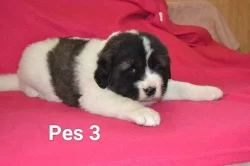 Kavkazský pastevecký pes