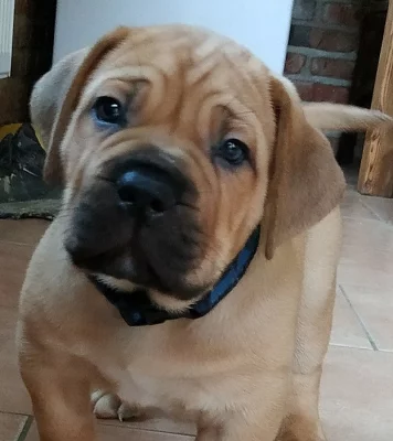 Boerboel