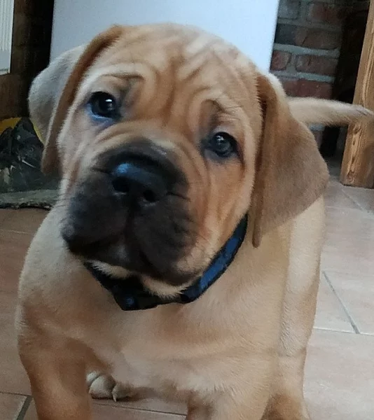 Boerboel