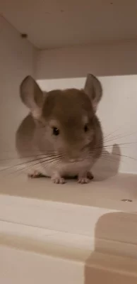 Samička činčily