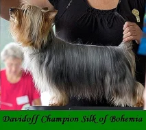 Australský silky teriér