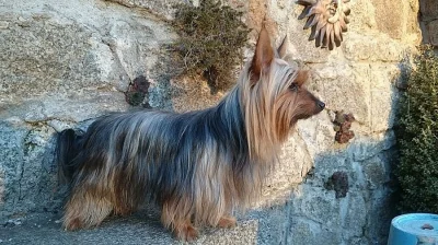 Australský silky teriér