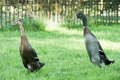 indický běžec