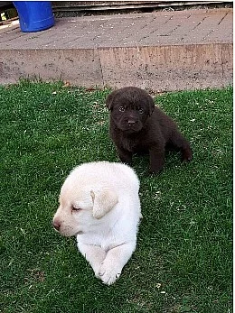 Labradorský retiever s PP