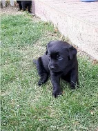 Labradorský retiever s PP