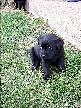 Labradorský retiever s PP