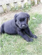 Labradorský retiever s PP