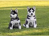 Sibiřské husky štěňata k dispozici